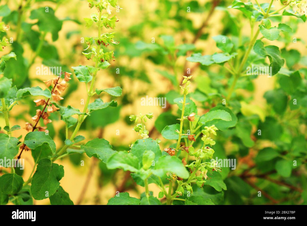 Basil Leaves In Tamil