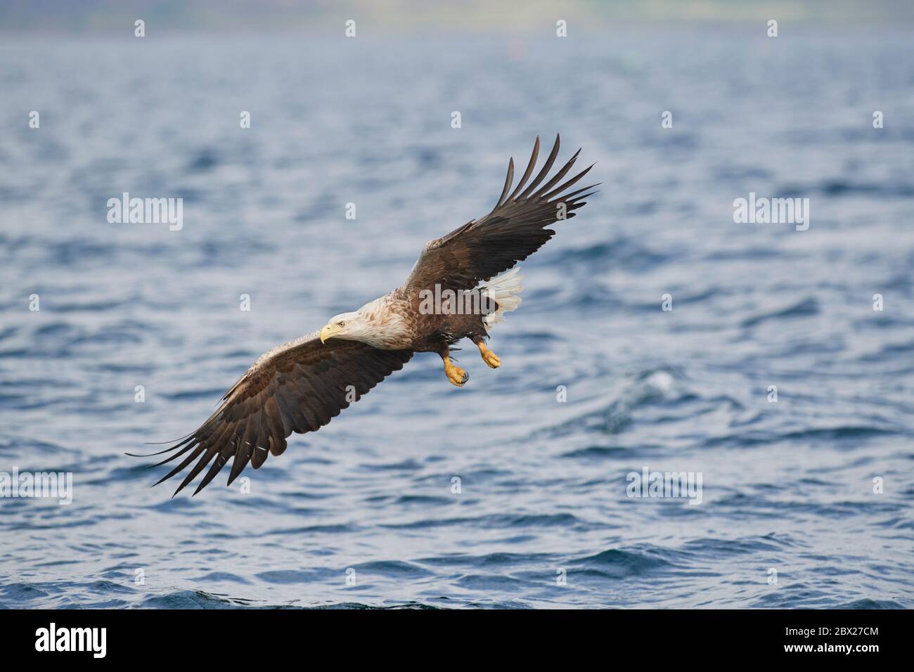 White tailed eagle (Haliaetus albicilla) UK Stock Photo