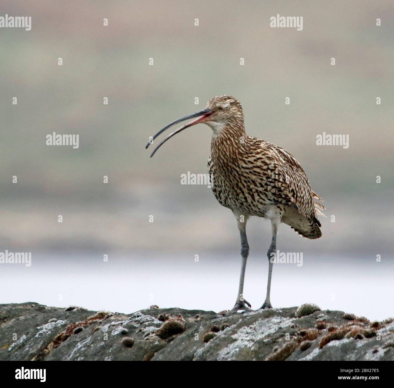 Curlews calling on the moors of Yorkshire Stock Photo