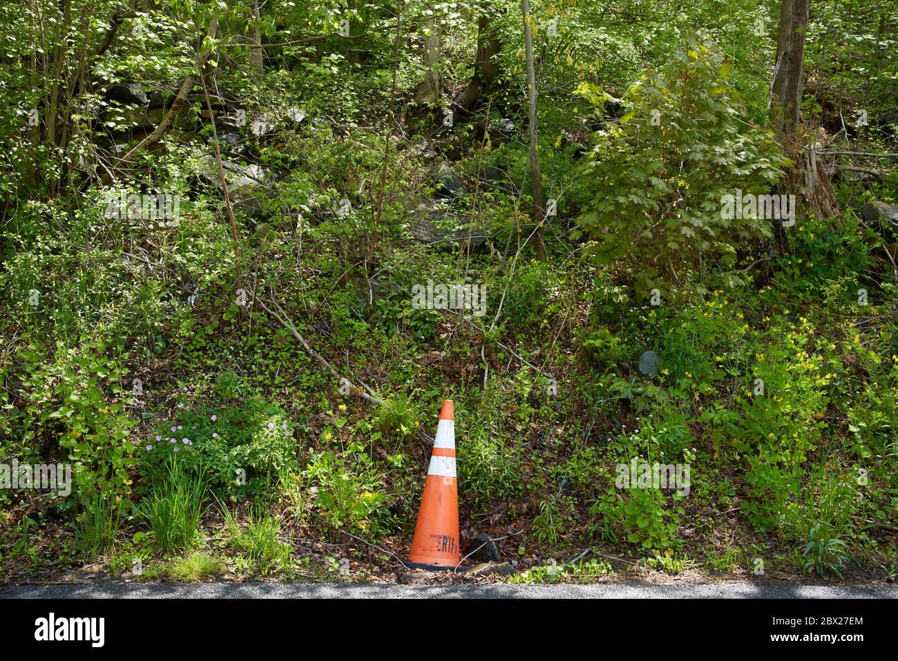 Traffic cone at forrest roadside. Stock Photo