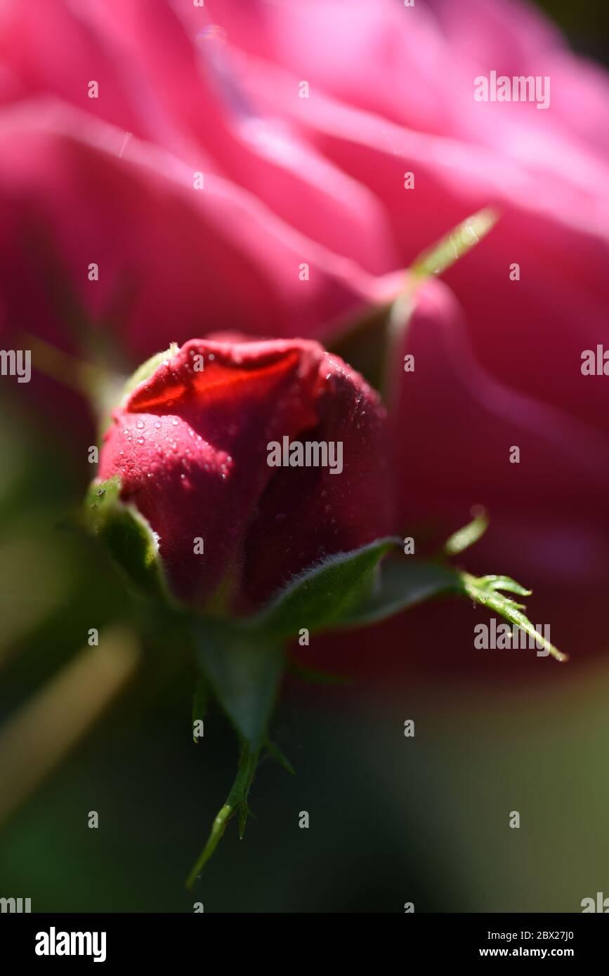 Rose thorn bud hires stock photography and images Alamy