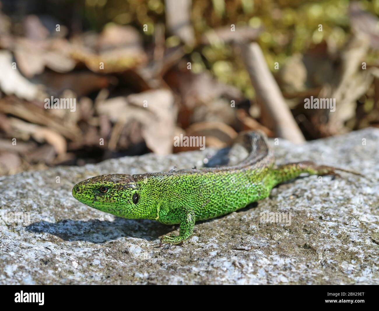 male european green sand lizard, Lacerta agilis, on stone, close up Stock Photo