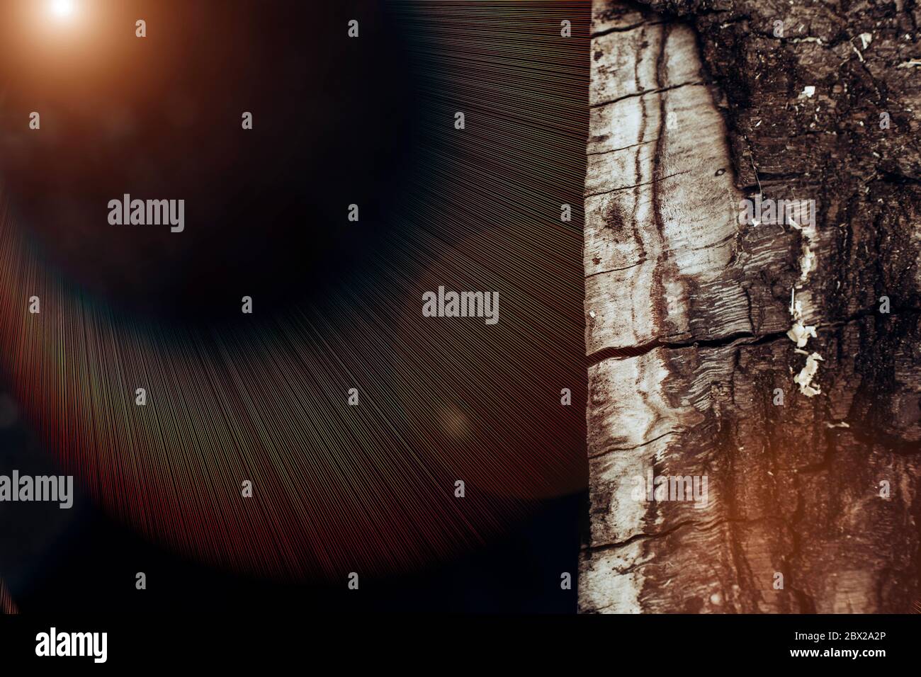 The surface of the tree trunk. Textured bark with large grooves. Copypast Stock Photo