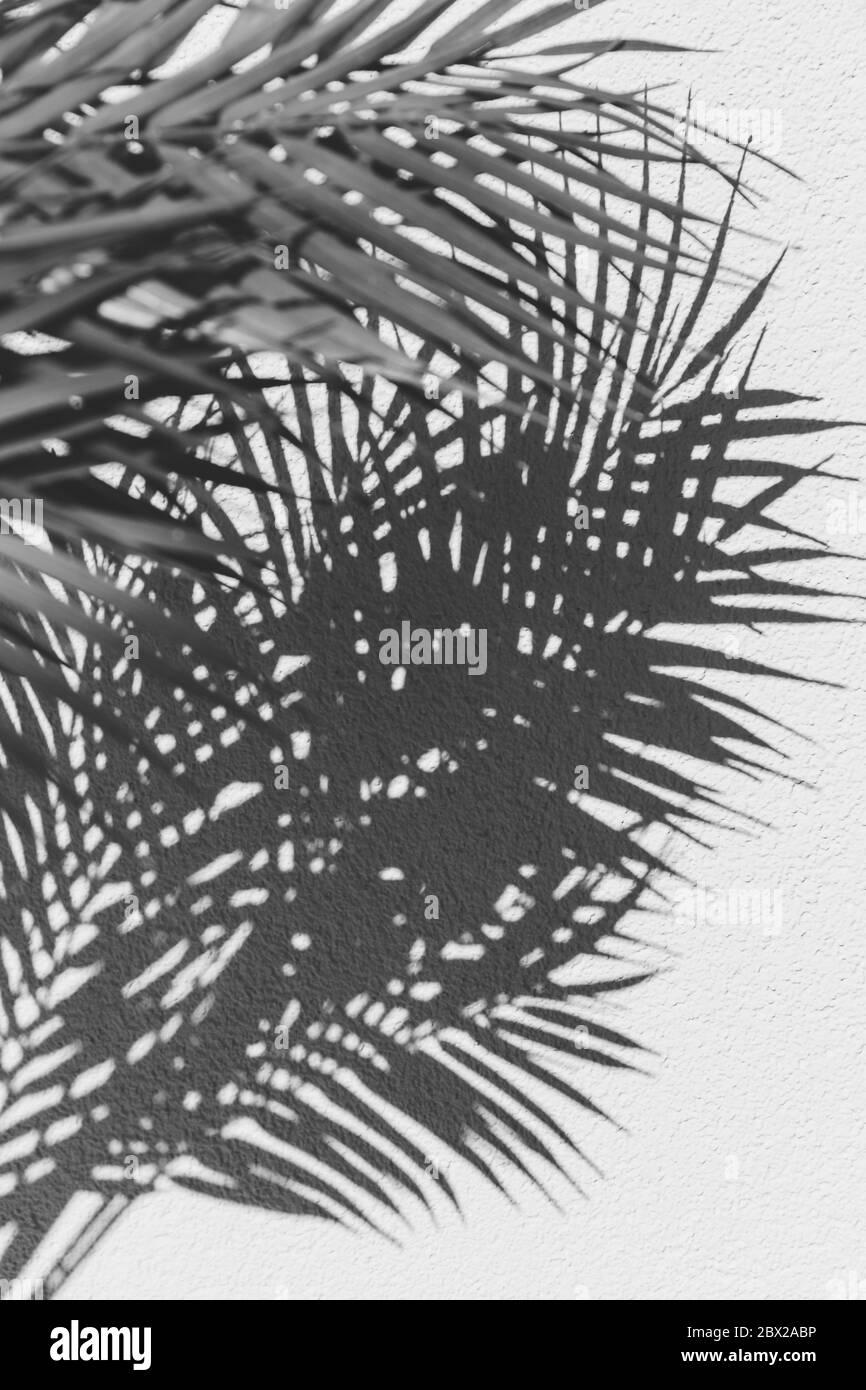 Summer abstract black and white photography of palm leaf and shadow of it over white wall. Stock Photo