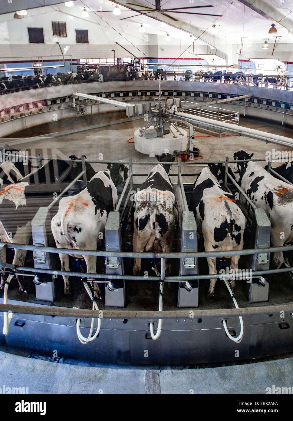 Dairy Farm in Wisconsin with cows on automated milking unit Stock Photo
