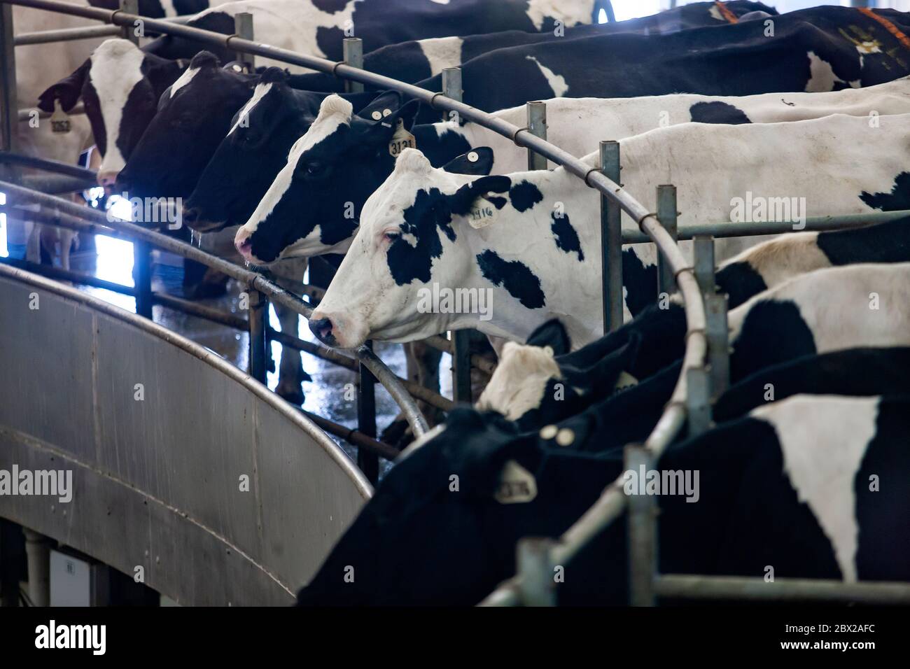 Dairy Farm in Wisconsin with cows on automated milking unit Stock Photo