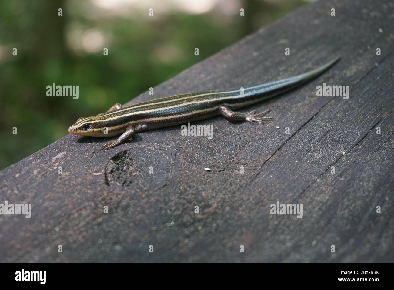 Blue Tail Lizard, five line lizard, found on a piece of wood in the Everglades, Florida. Stock Photo