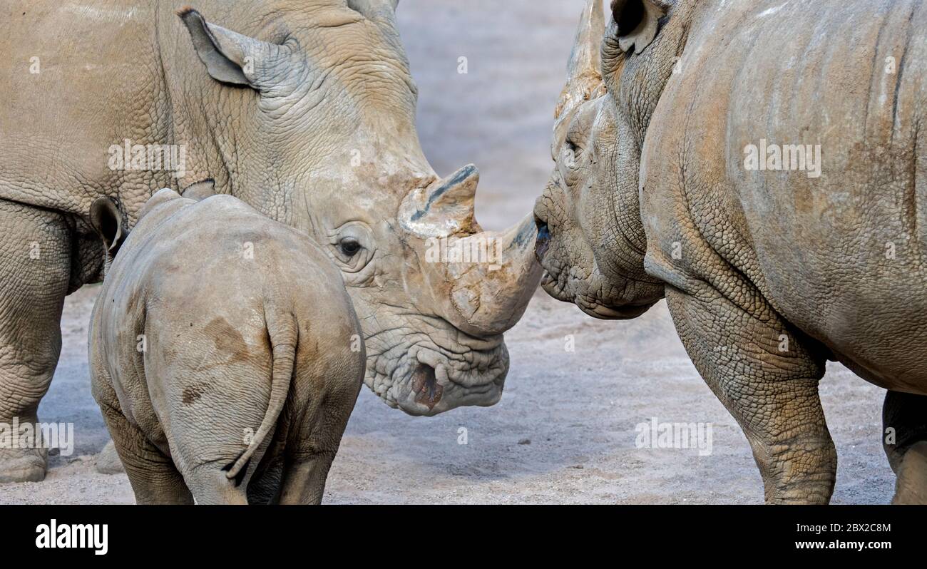 White rhinoceros / white rhino (Ceratotherium simum) female defending baby calf while facing male Stock Photo
