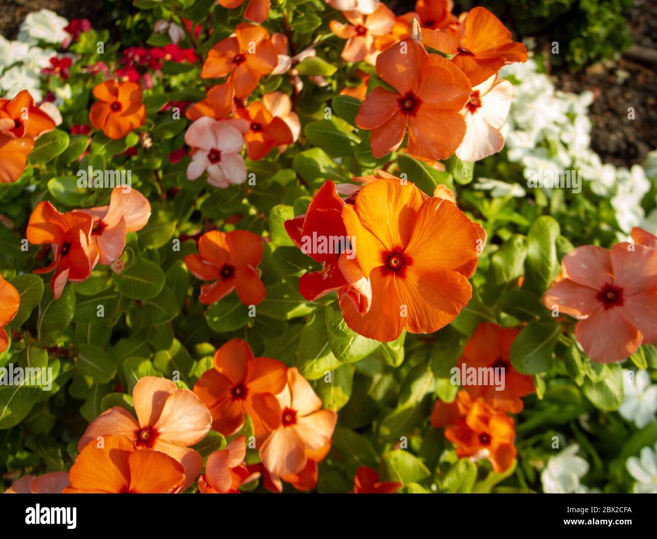 orange catharanthus roseus, commonly known as bright eyes, Cape periwinkle, graveyard plant, Madagascar periwinkle, old maid, pink periwinkle, rose pe Stock Photo