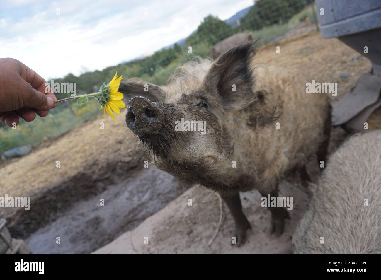 An Alpine wooly Mangalista pig smelling a sunflower covered in mud. Stock Photo