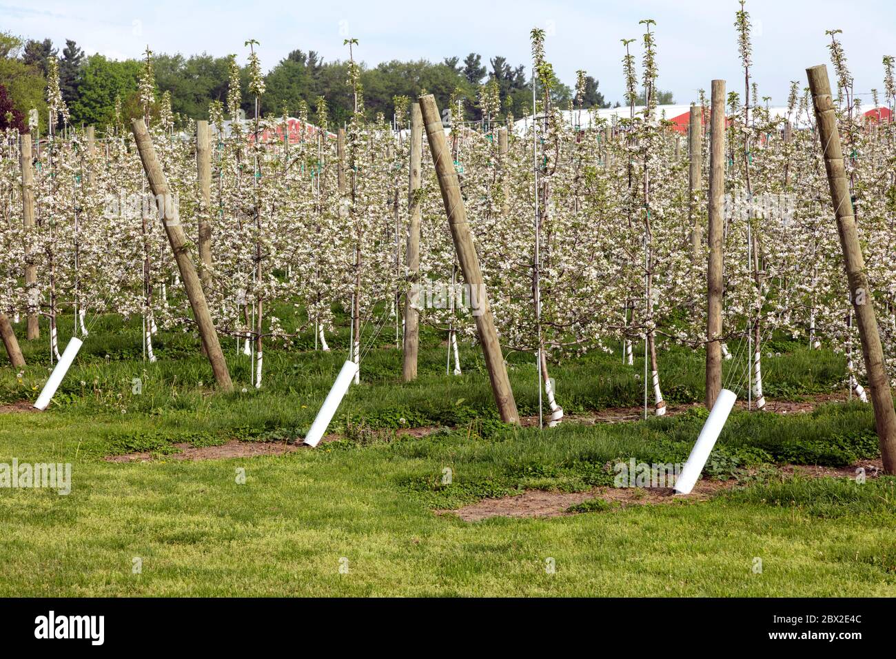 Fruit farm, new orchard, young trees in bloom, SW Michigan, USA, by