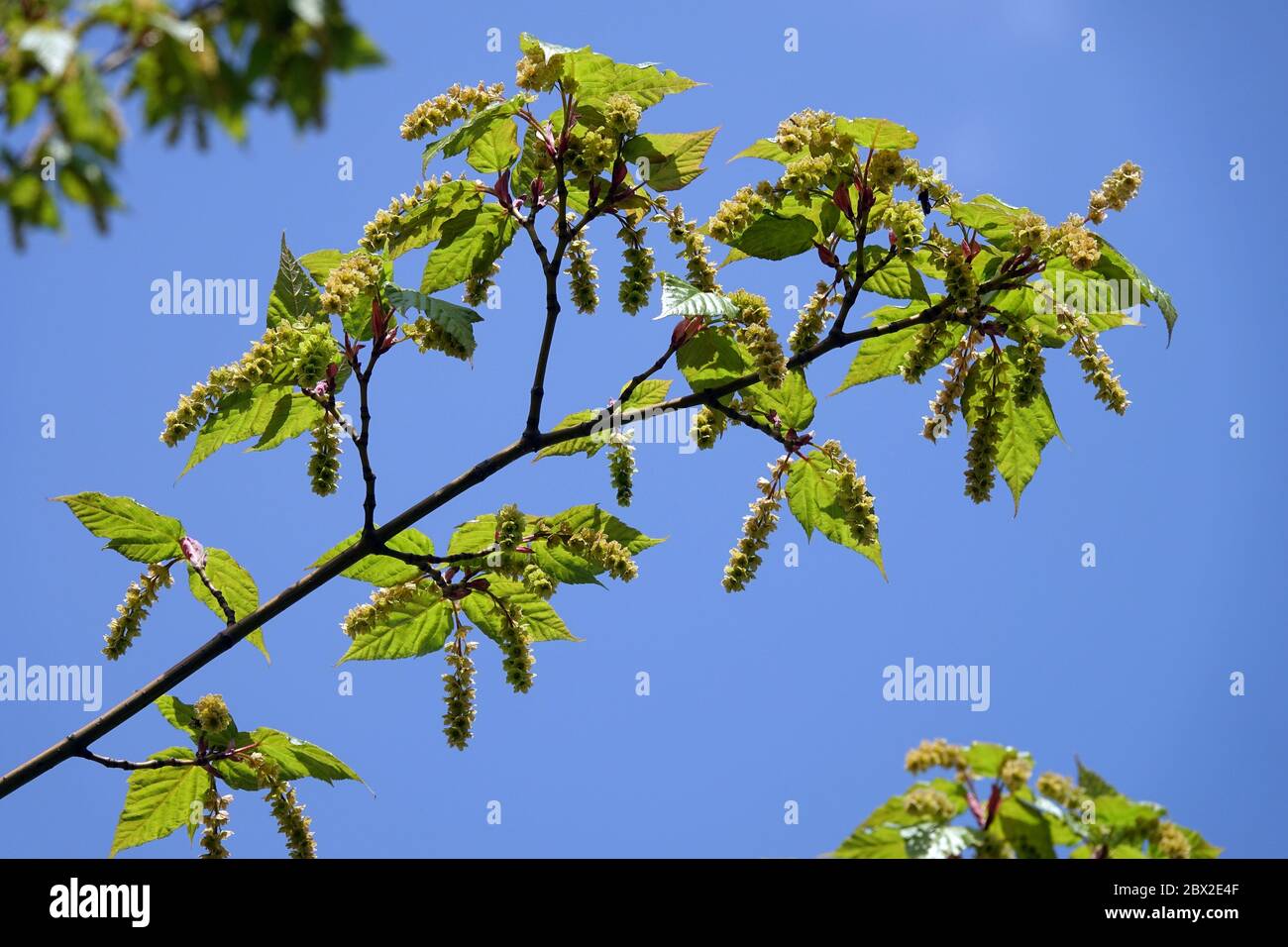 Acer pectinatum Maximowiczii Stock Photo