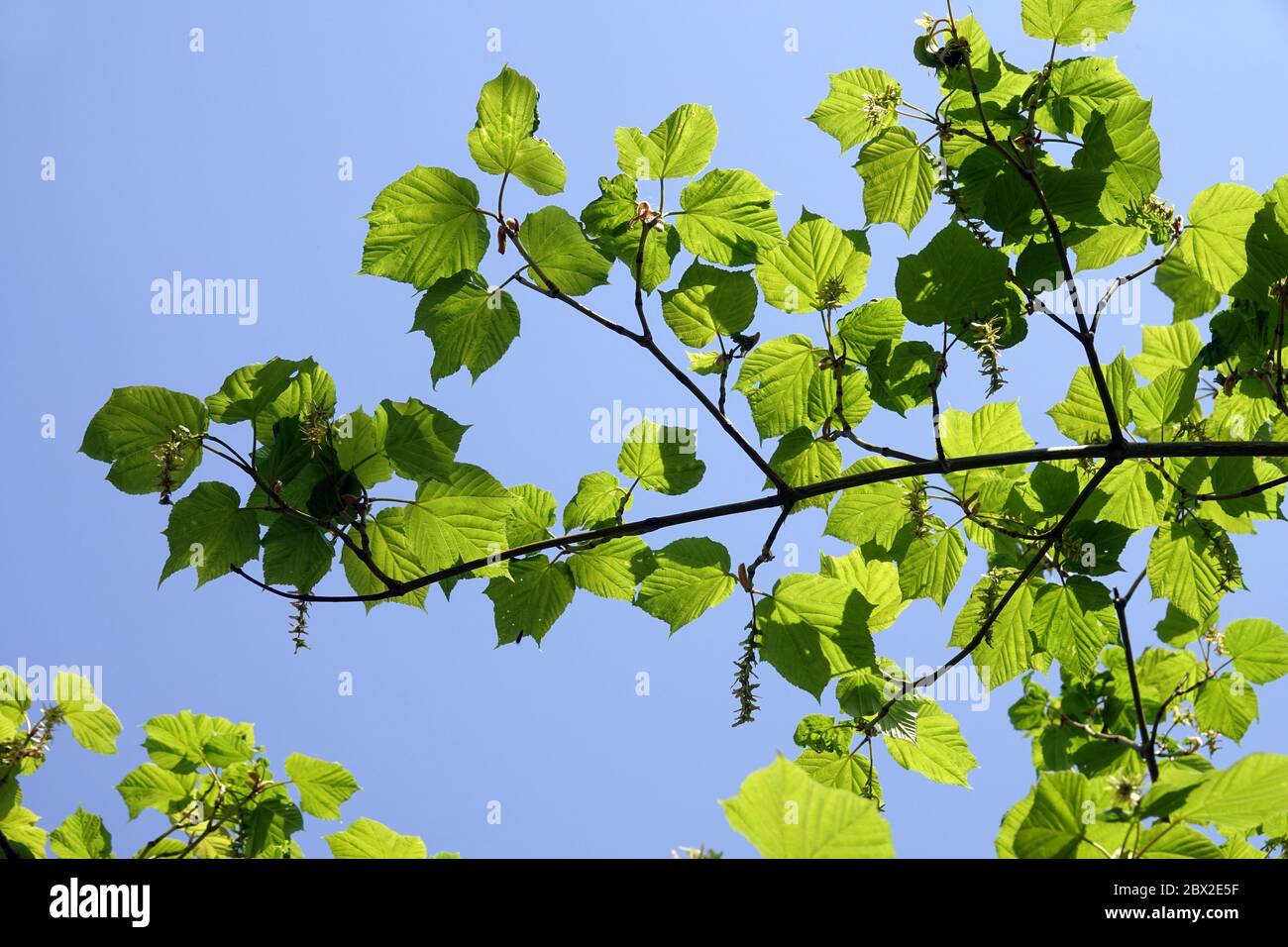Manchu Striped MapleAcer tegmentosum Stock Photo