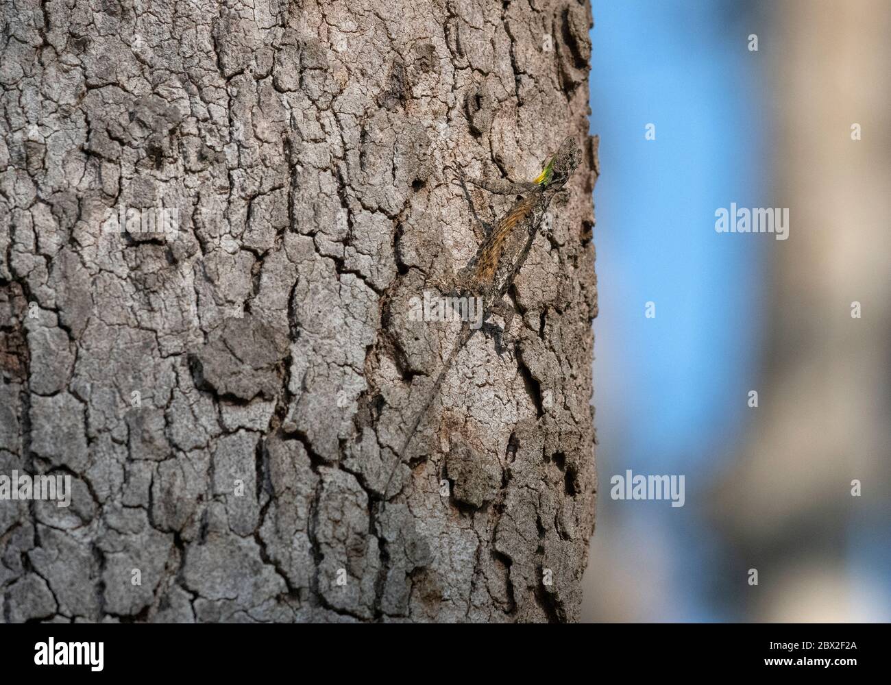 Draco, Gliding lizard or Flying lizard blends in by chilling on a tree trunk. Animal Camouflage. Stock Photo
