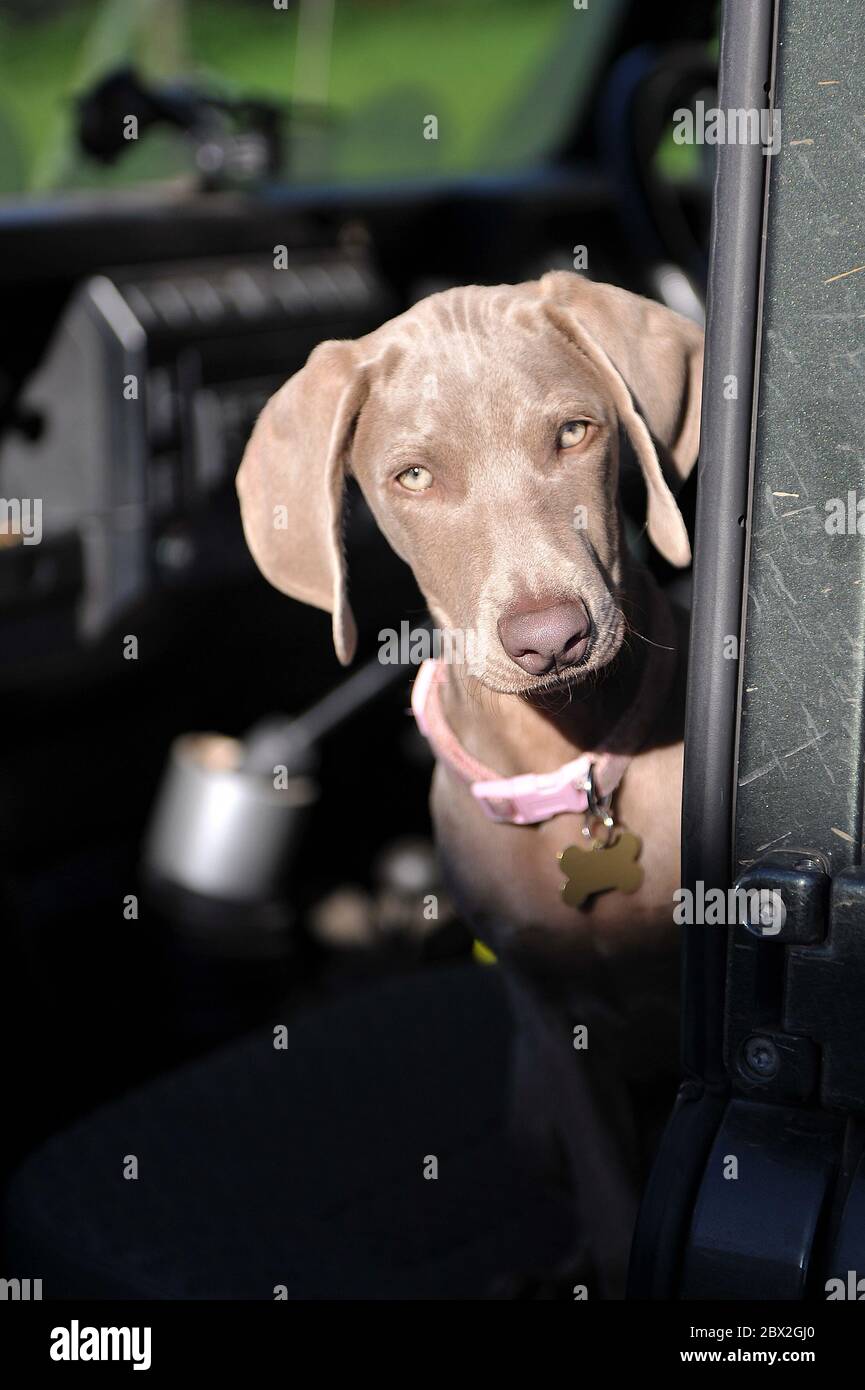 Skadi,  Weimaraner puppy sitting in car Stock Photo