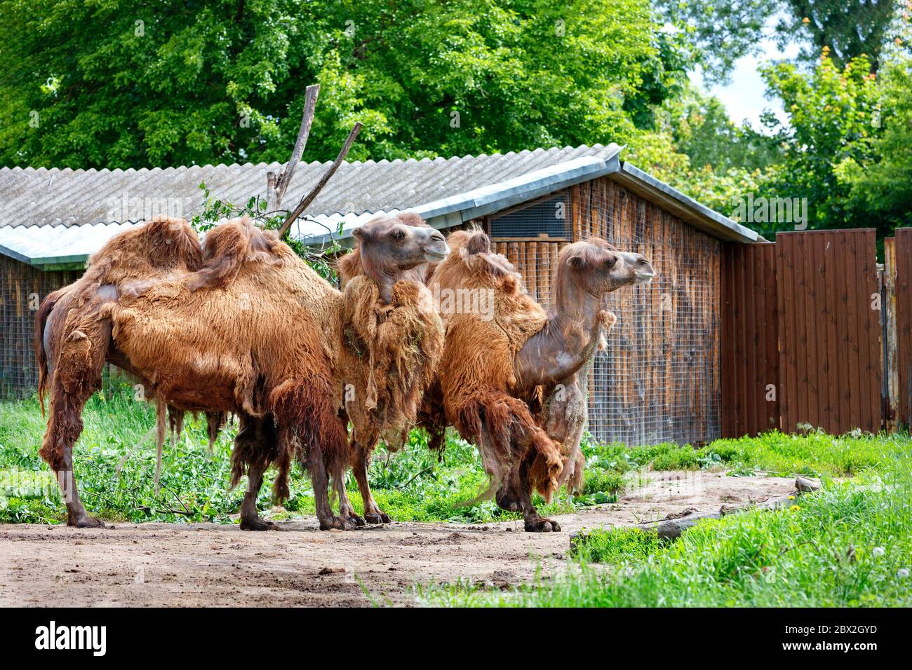 A pair of brown two-humped camels with a molting coat stand at the wooden gate on the edge of a green forest. Stock Photo