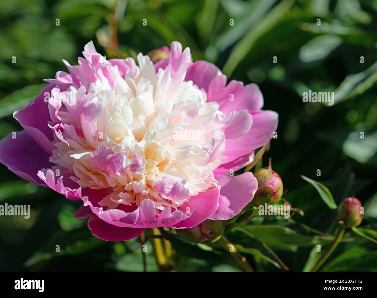 Blooming pink peonies, Paeonia, in early summer Stock Photo