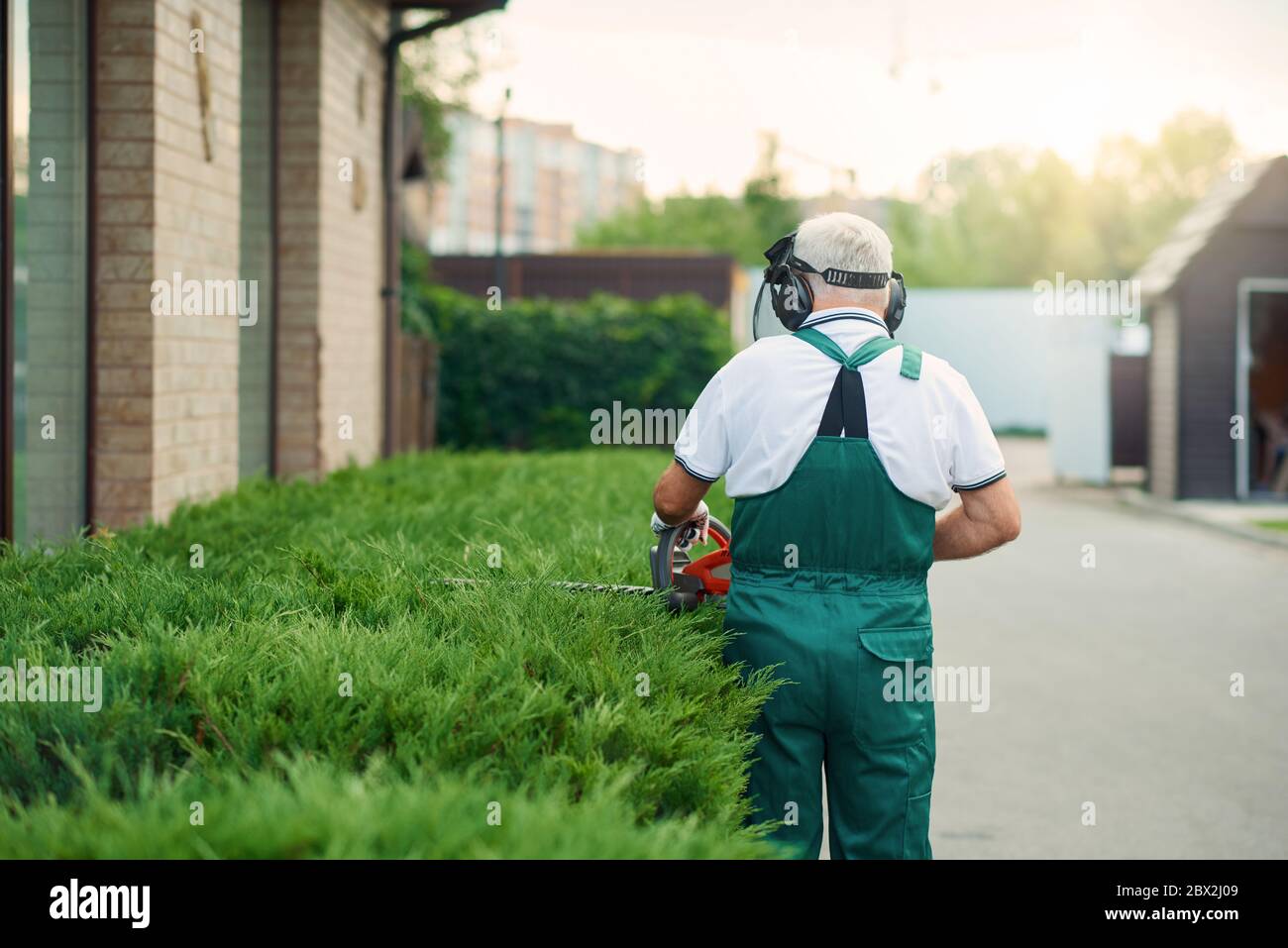 Unrecognizable Senior Worker With Grey Beard Wearing Uniform Ear And Face Protection Cutting Top Of Overgrown Bushes Using Electric Trimming Machine Back View Of Eldery Man Landscaping Stock Photo Alamy