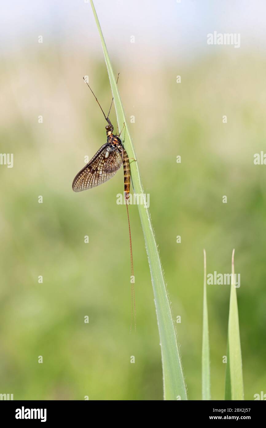 Drake Mackerel Mayfly (Ephemera vulgata) Stock Photo