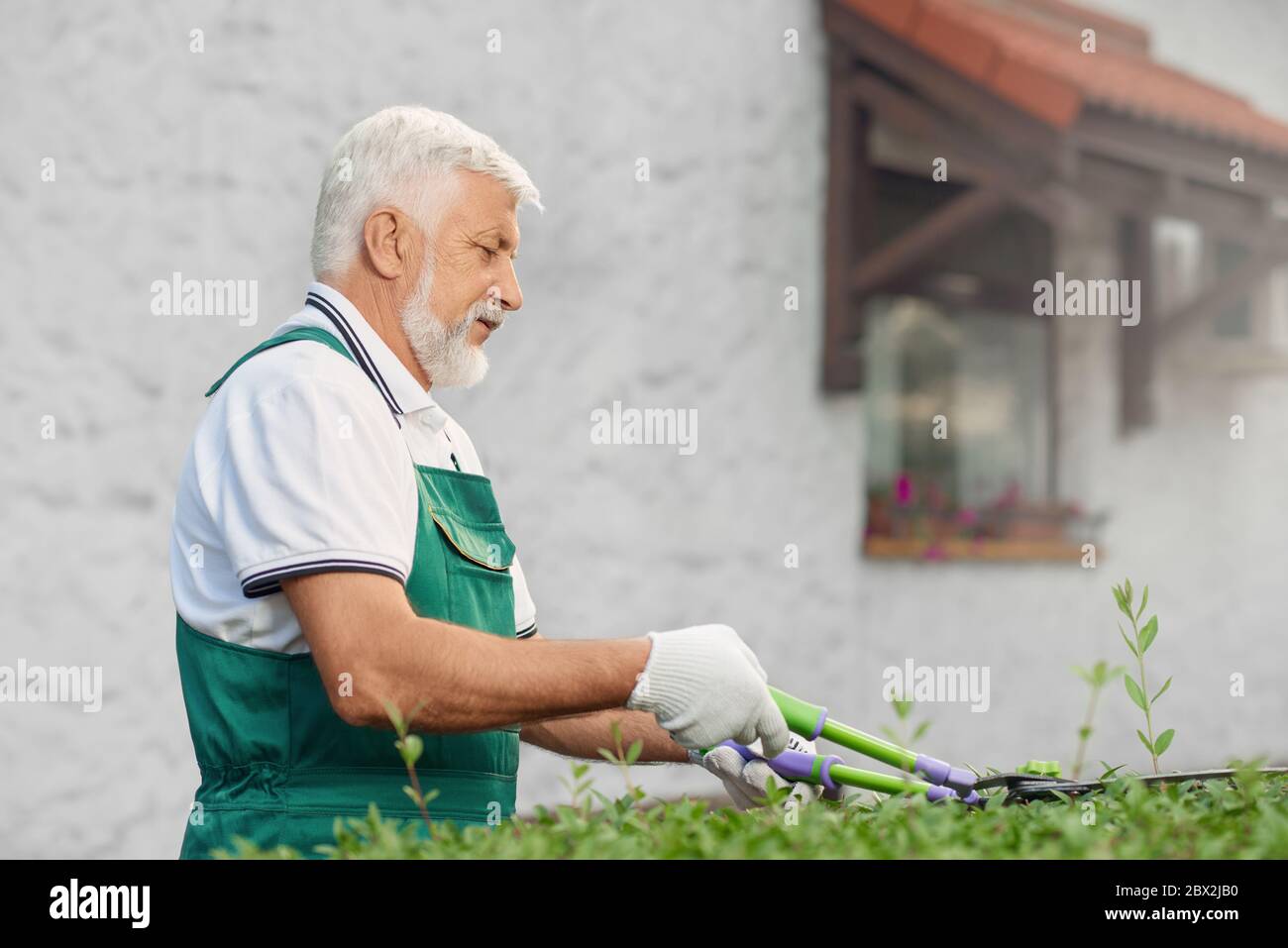 Side View Of Senior Man Wearing Green Uniform And White Gloves Cutting Top Of Overgrown Bushes With Big Scissors In Summer Day Eldery Worker Taking Care Of Plants In Garden House On