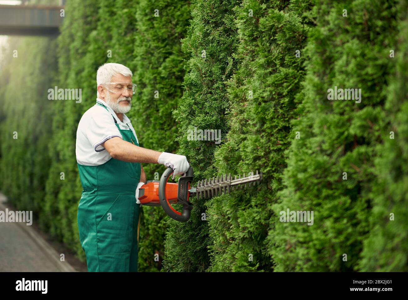 Side view of edery gardener with grey beard wearing green uniform and gloves cutting overgrown hedge using electric trimming machine. Senior man landscaping and taking care of outdoors plants. Stock Photo