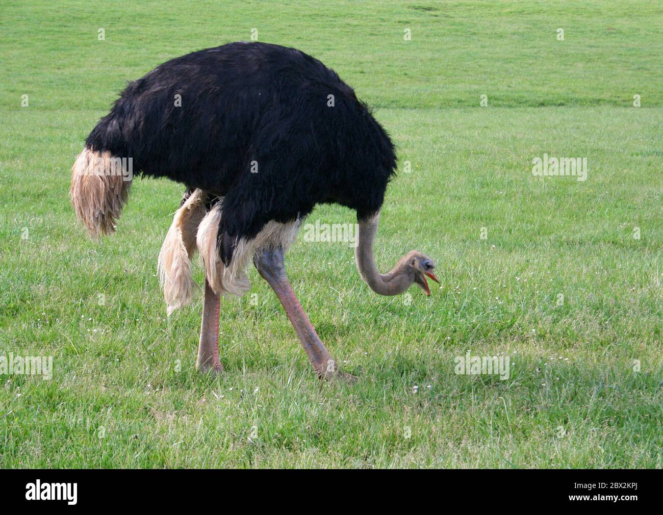 Ostrich face down hotsell