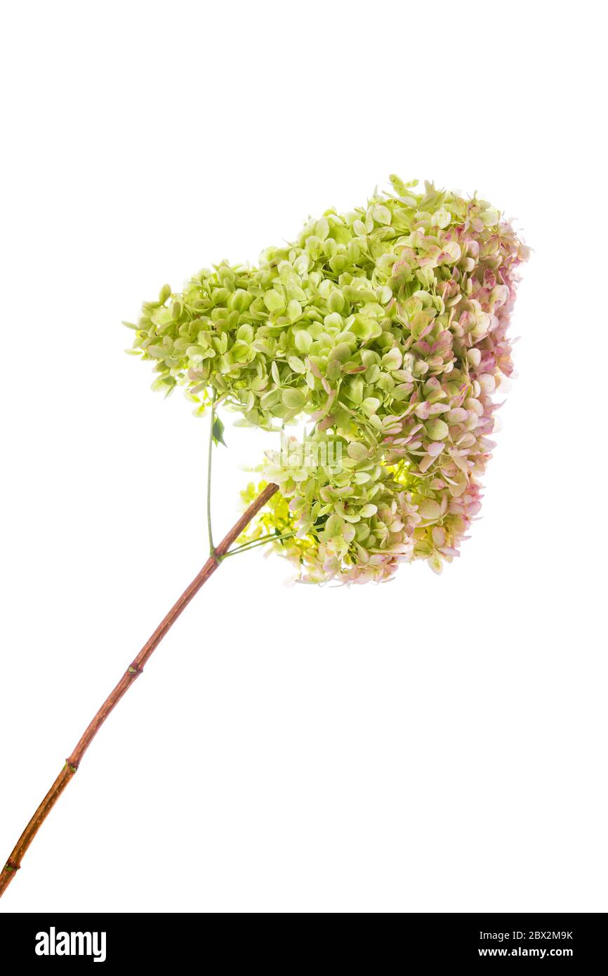 Hydrangea Flowers Isolated on White Background Stock Photo - Alamy