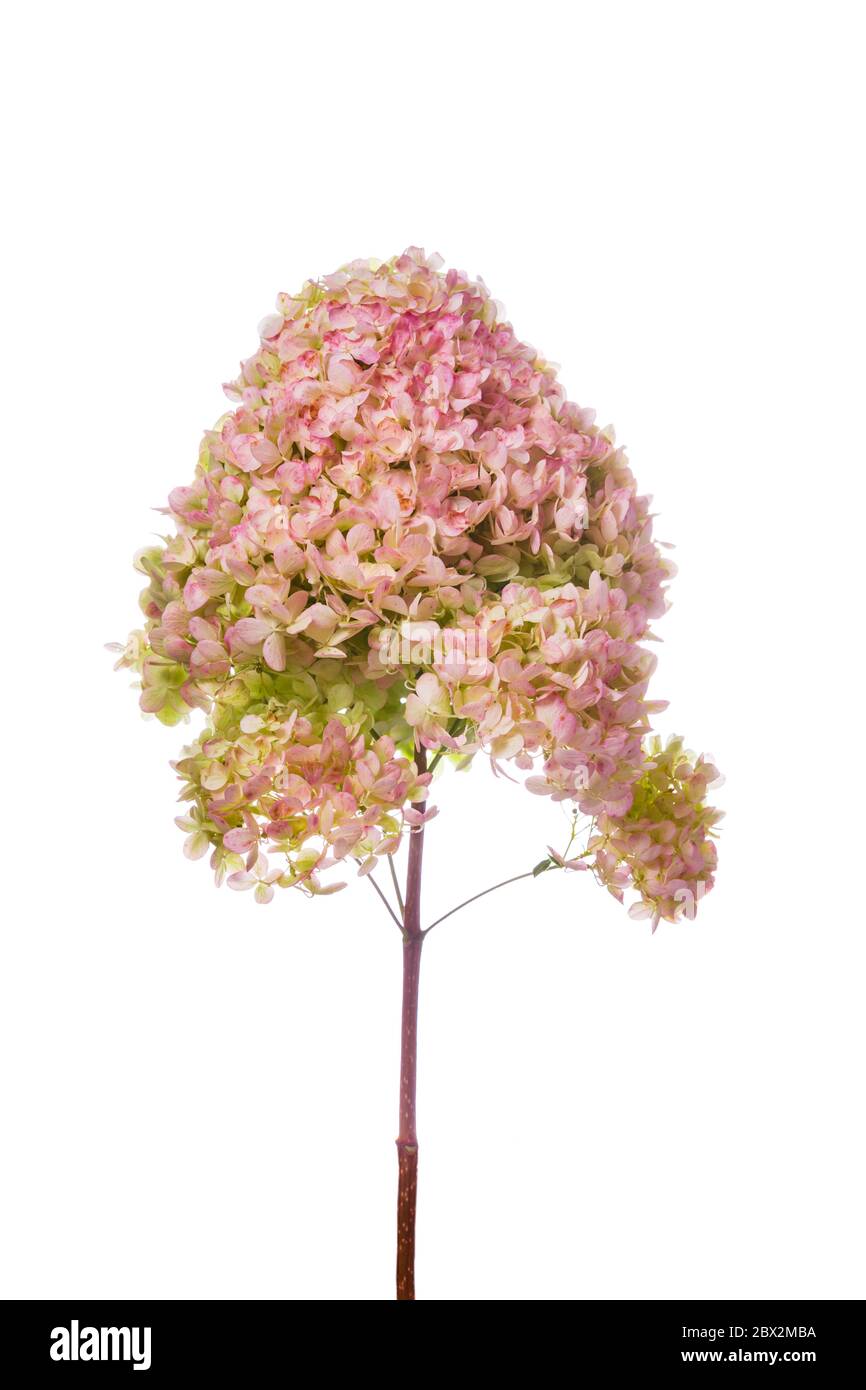 Hydrangea Flowers Isolated on White Background Stock Photo - Alamy