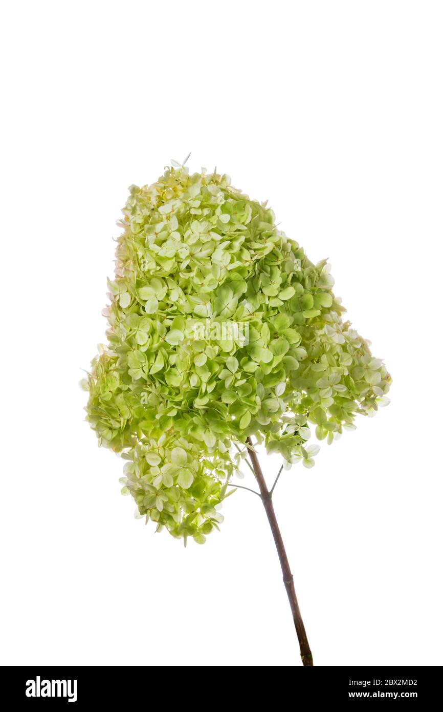 Hydrangea Flowers Isolated on White Background Stock Photo - Alamy