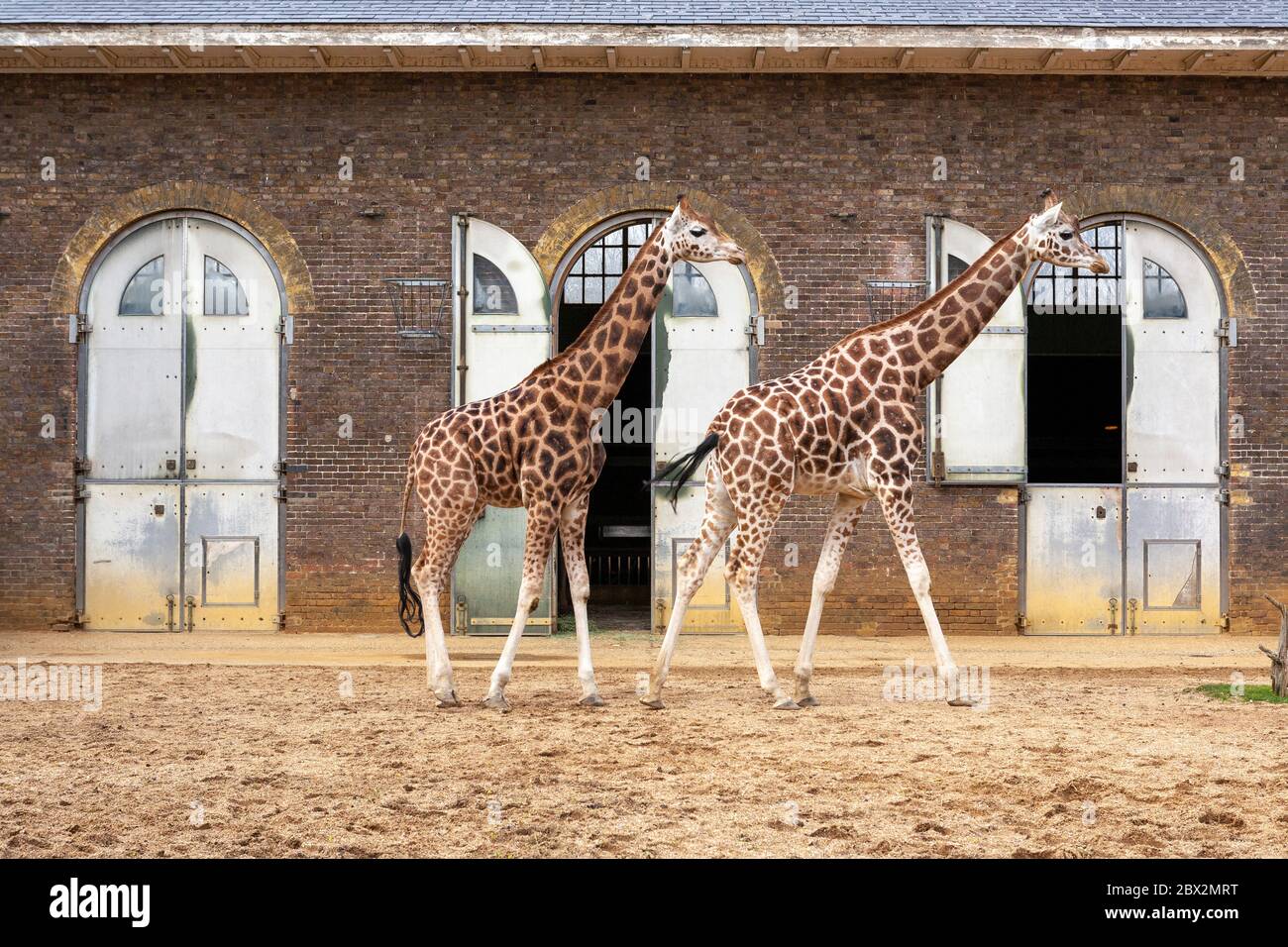 The Giraffe House the Oldest Zoo Building in the World, London Zoo