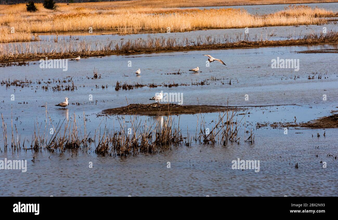 Salt Marsh Birds High Resolution Stock Photography and Images - Alamy