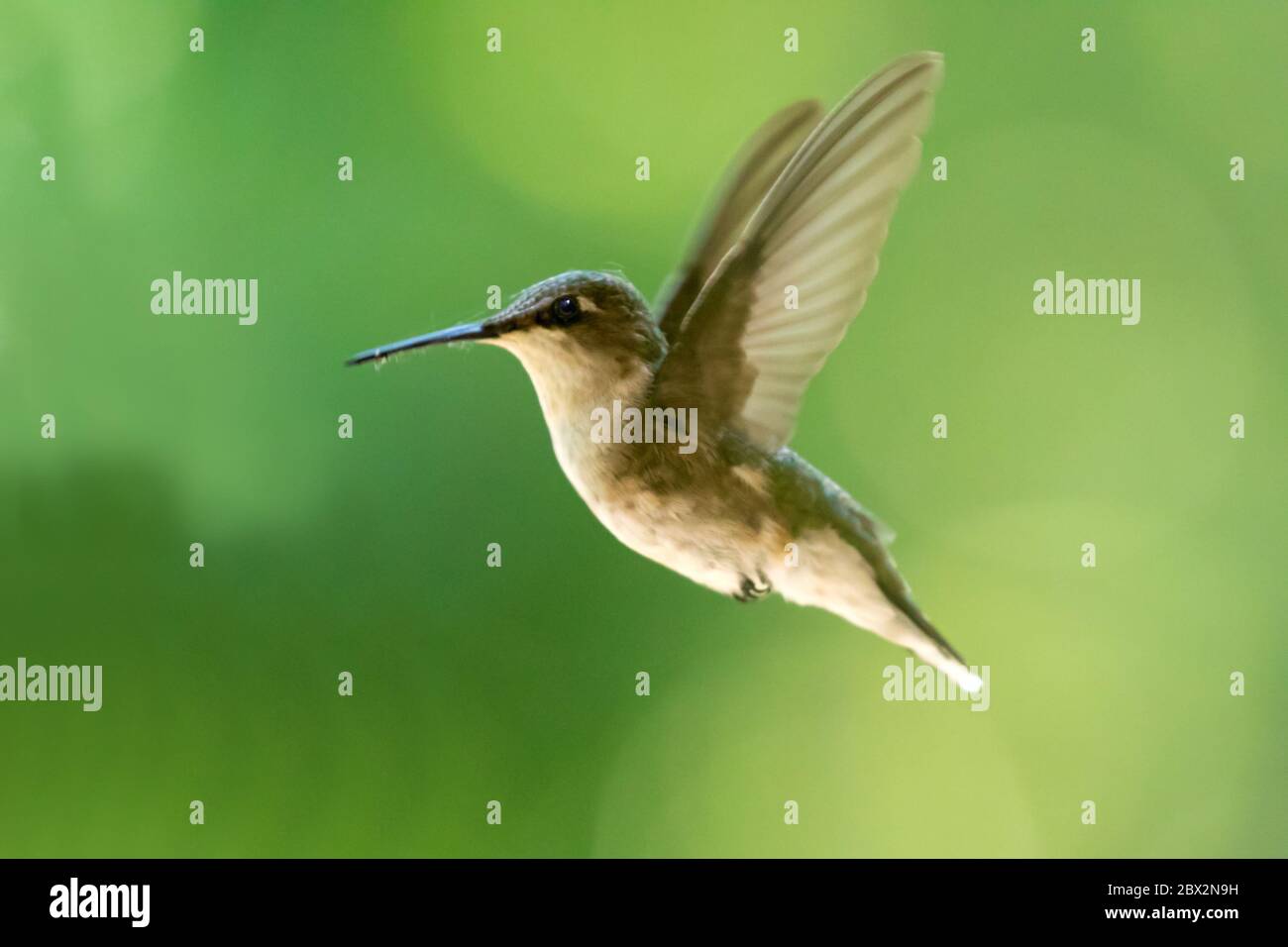 A female Ruby Throated Hummingbird in flight outdoors in London, Ontario, Canada. - Stock Image