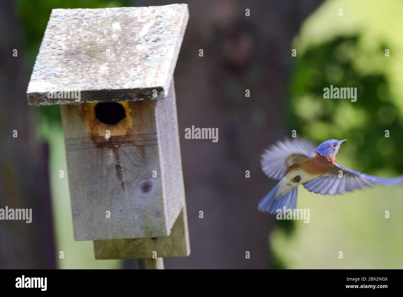A male Eastern Bluebird flying away from its nesting box in Union