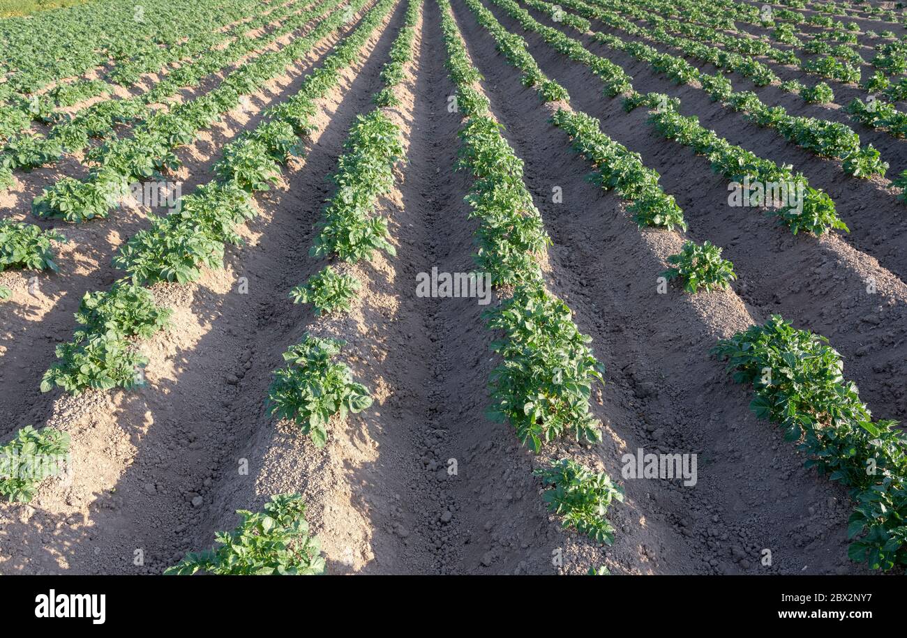 Potatoes Rows Rows of potatoe plants hi-res stock photography and images - Alamy