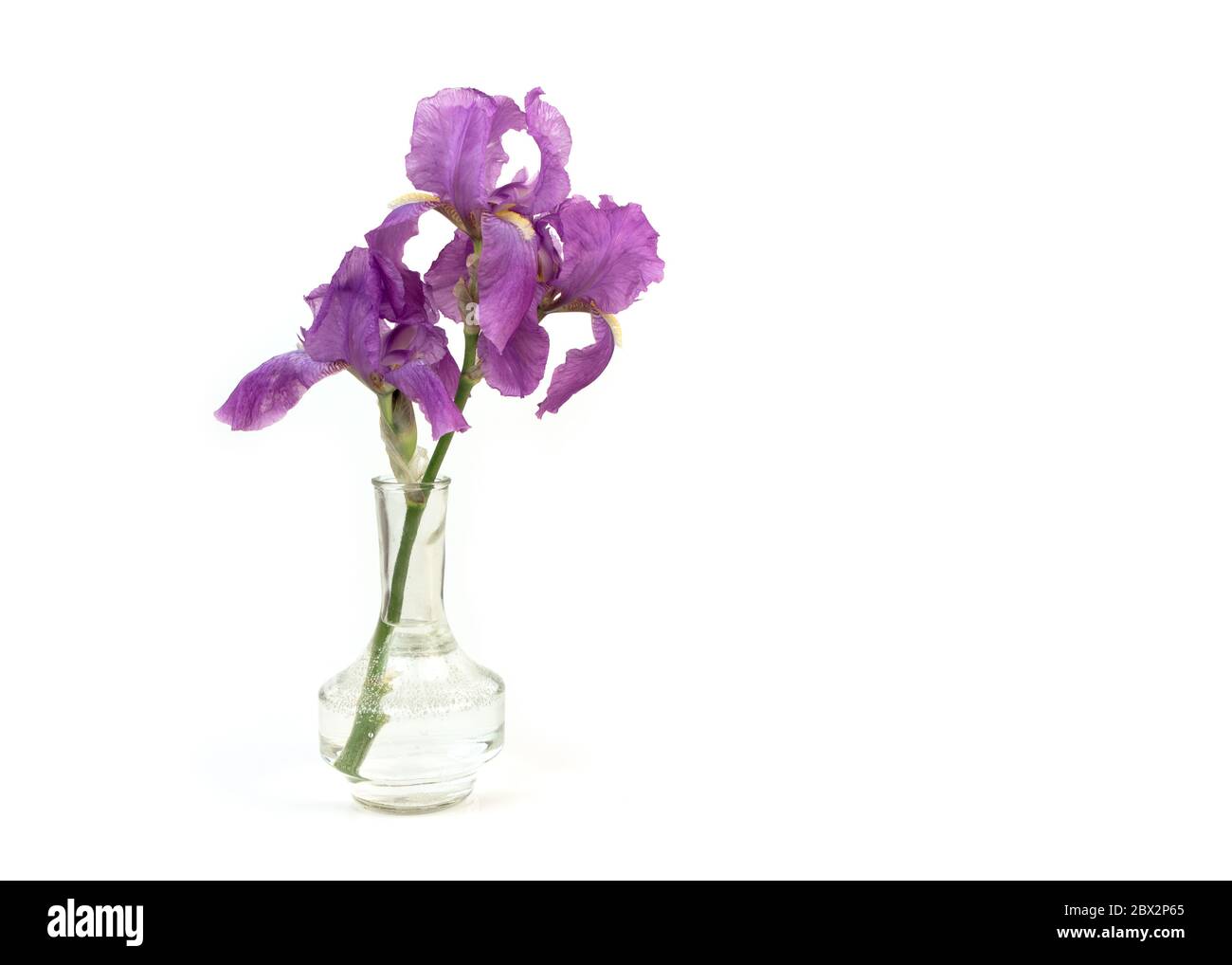 Still life with a beautiful fresh spring flower purple Iris in a glass vase bottle isolated on white background. Minimal art composition. Stock Photo