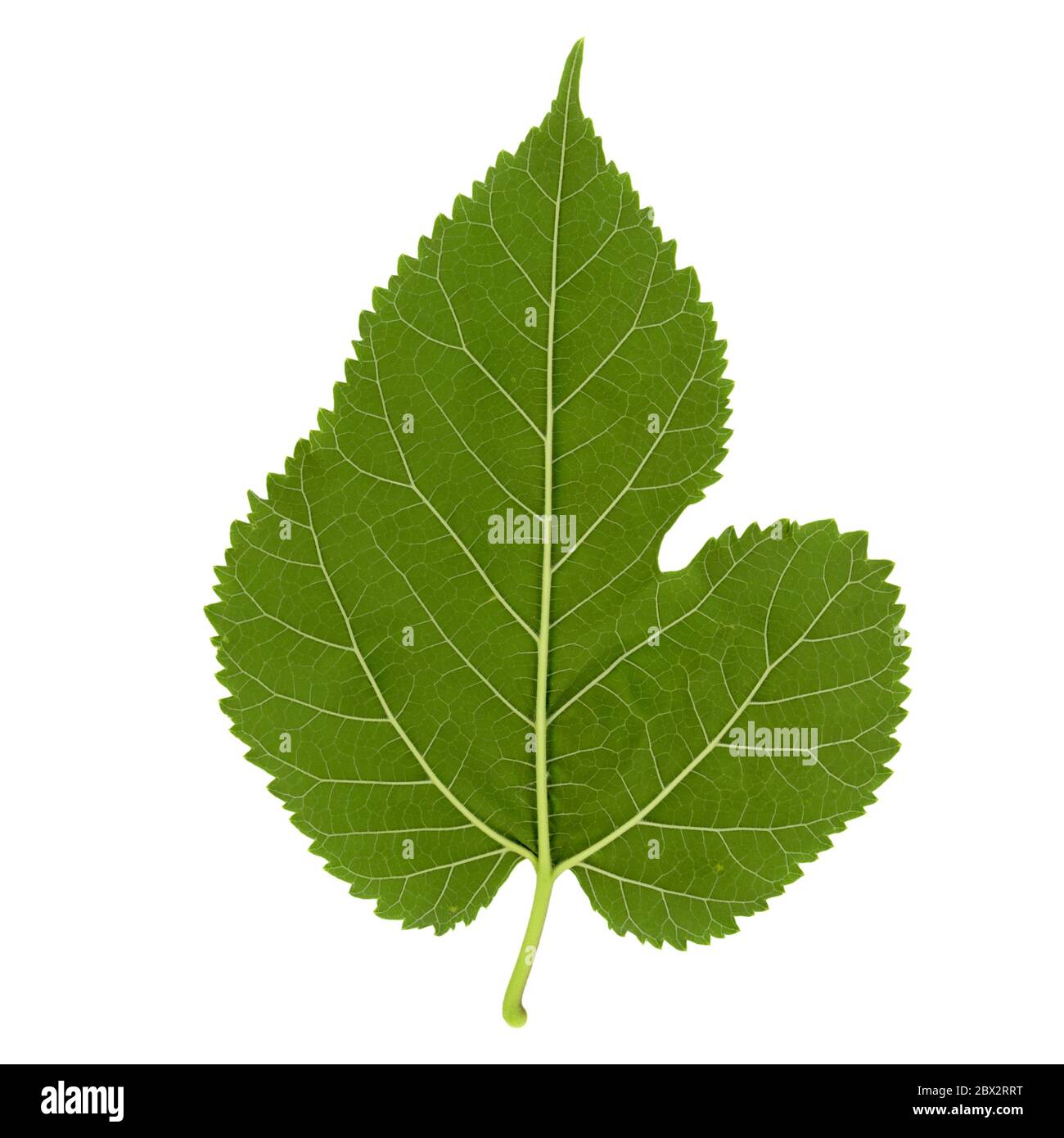 white mulberry tree (scientific name Morus alba) leaf isolated over white background Stock Photo