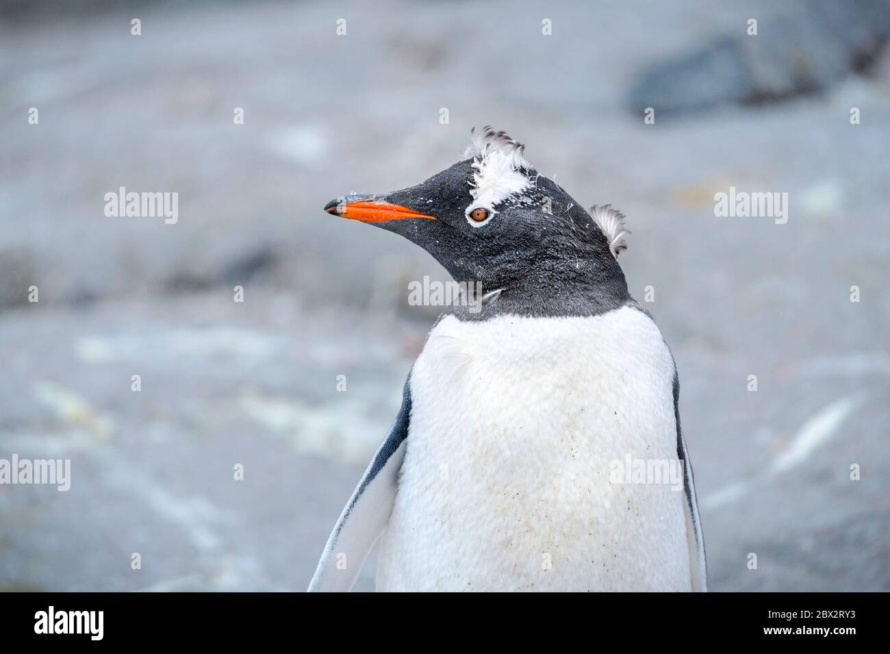 Charcot land hi-res stock photography and images - Alamy