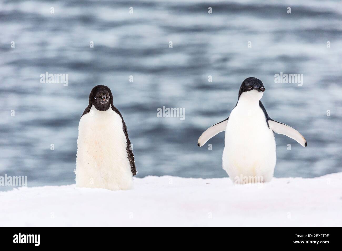 Antarctica, Southern Ocean, Arrowsmith peninsula, Graham Land, Detaille