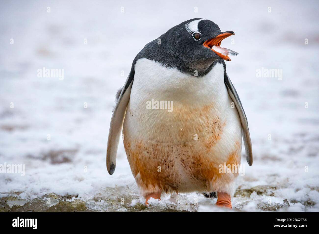 Antarctica, Southern Ocean, Antarctic Peninsula, Graham Land, Lemaire