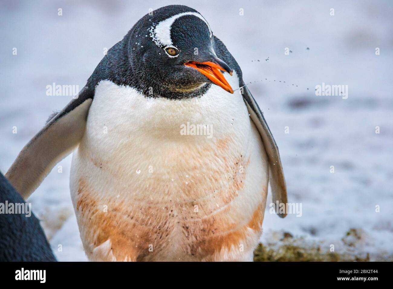 Antarctica, Southern Ocean, Antarctic Peninsula, Graham Land, Lemaire