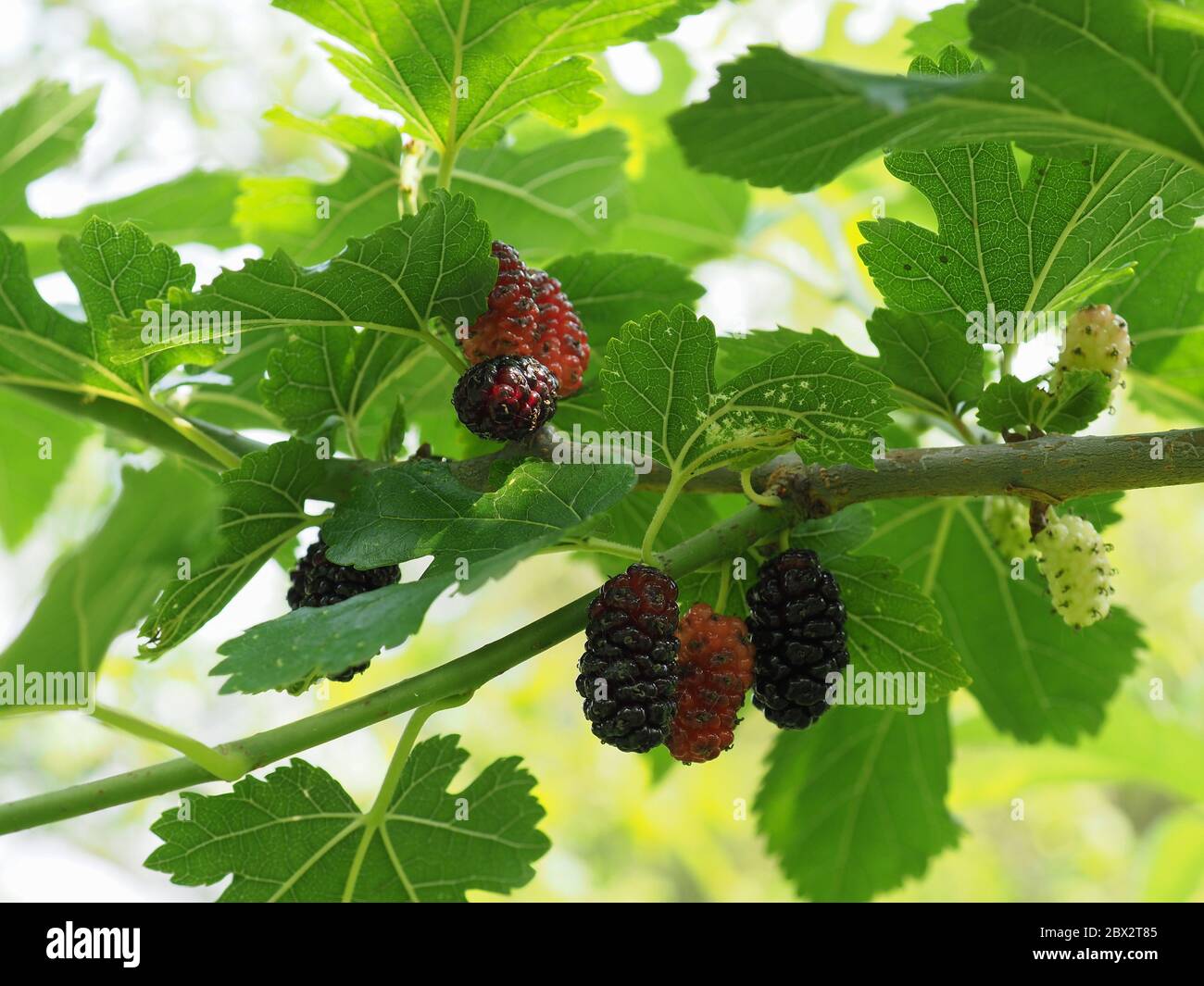 white mulberry tree (scientific name Morus alba Stock Photo Alamy