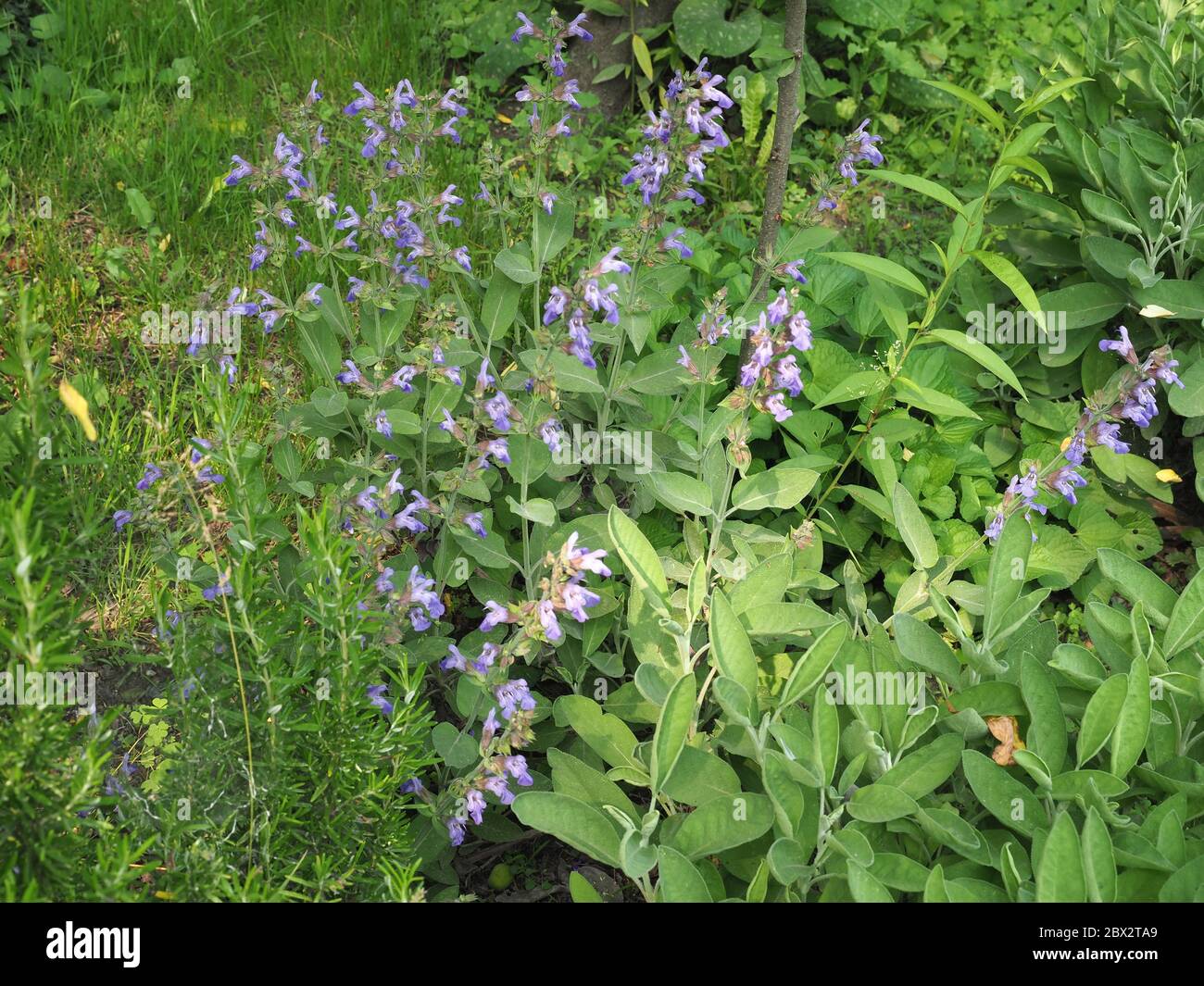 common sage plant (scientific name Salvia officinalis Stock Photo - Alamy