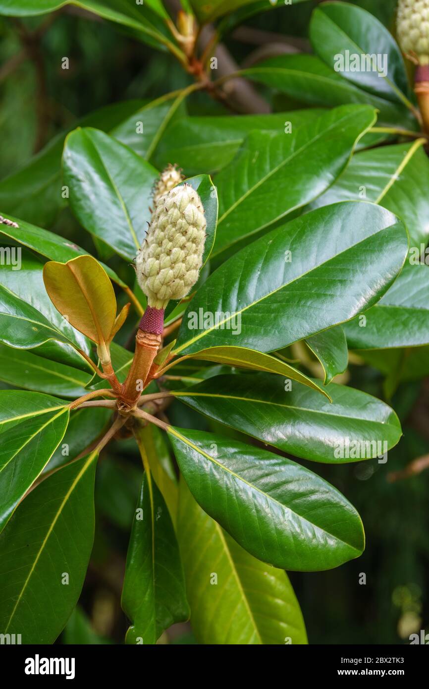 Magnolia fruit on the green leaves background. Magnolia velvet seed pod