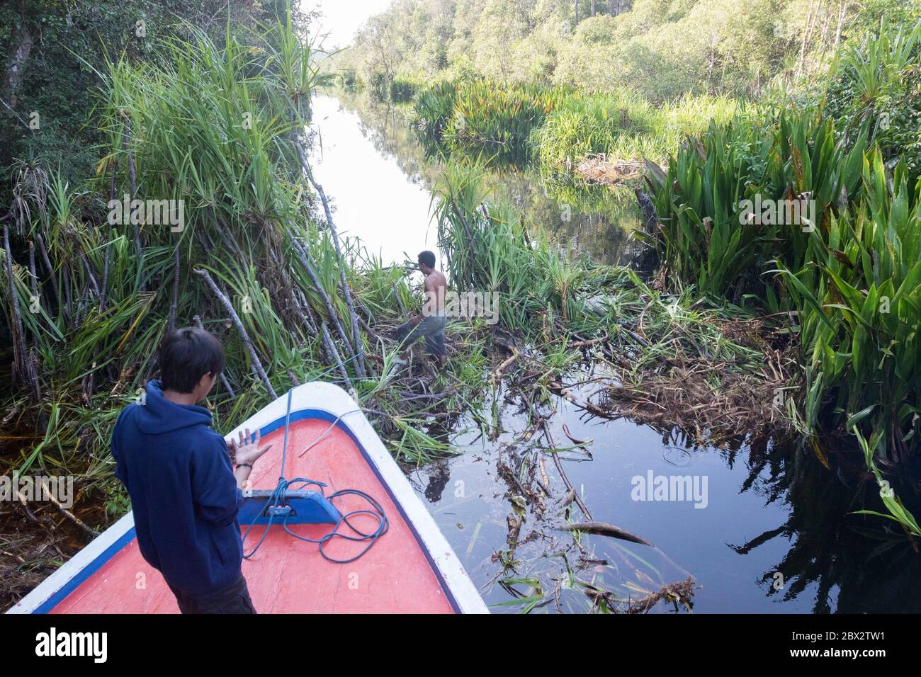Indonesia, Borneo, Kalimantan, Tanjung Puting National Park, Camp Leakey River, Obstruction by