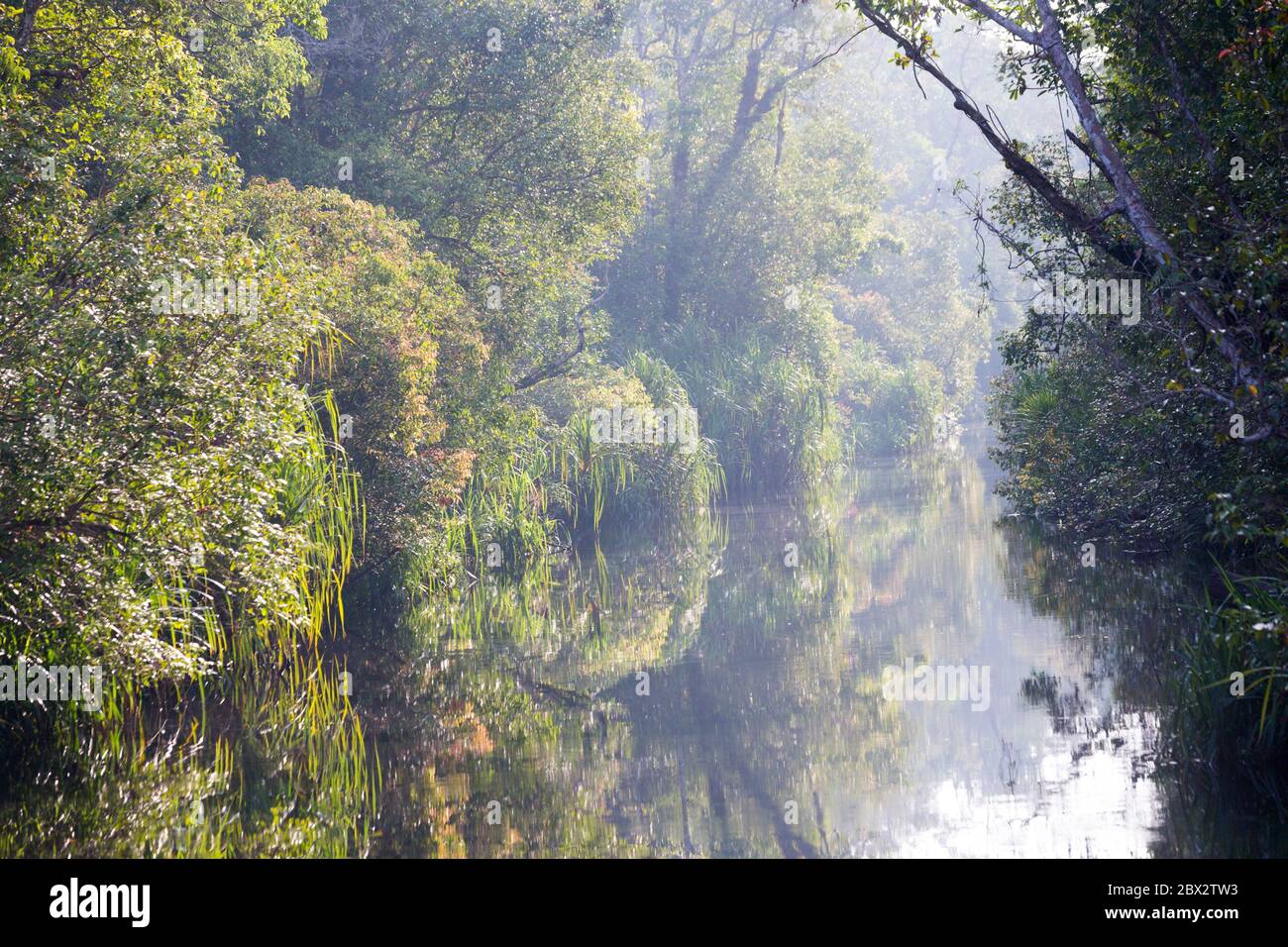 Indonesia, Borneo, Kalimantan, Tanjung Puting National Park, Camp Leakey River, rainforest Stock