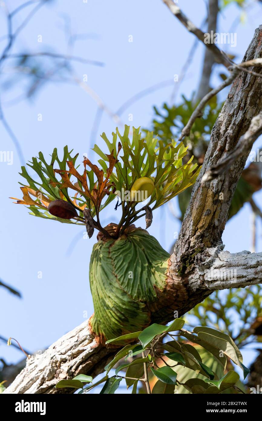 Indonesia, Borneo, Kalimantan, Tanjung Puting National Park, Epiphytic plant, at the water's edge Stock Photo