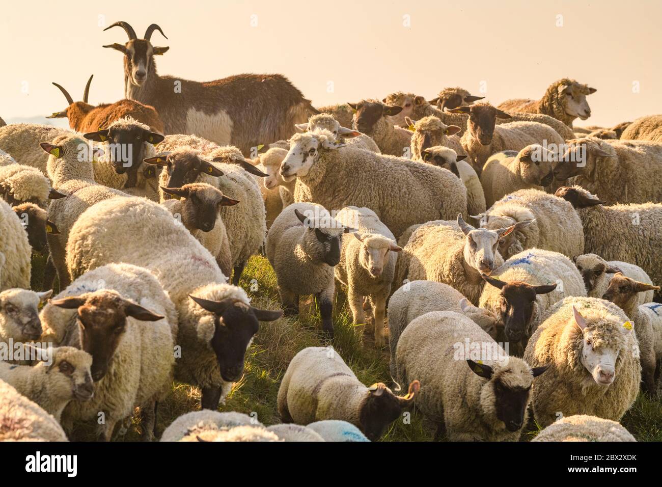 France Somme 80 Baie De Somme Le Crotoy Salt Meadows Sheep That