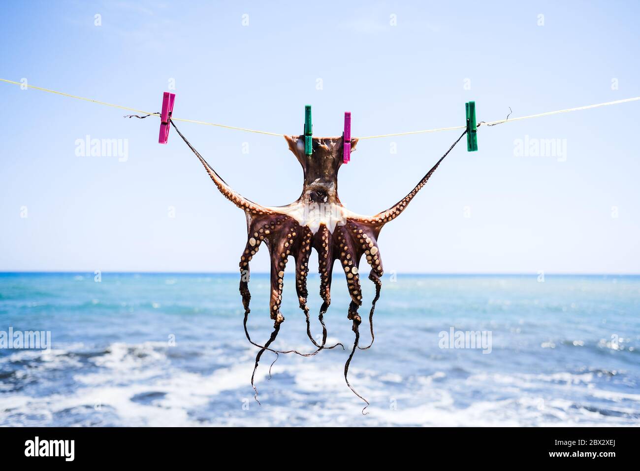 Octopus drying on a line in Crete, Greece Stock Photo