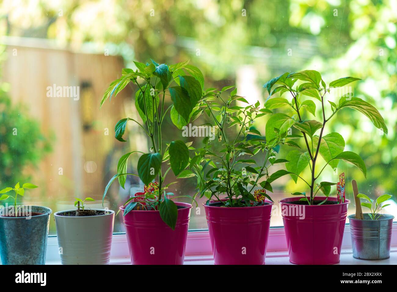 Chili plants on windowsil Stock Photo