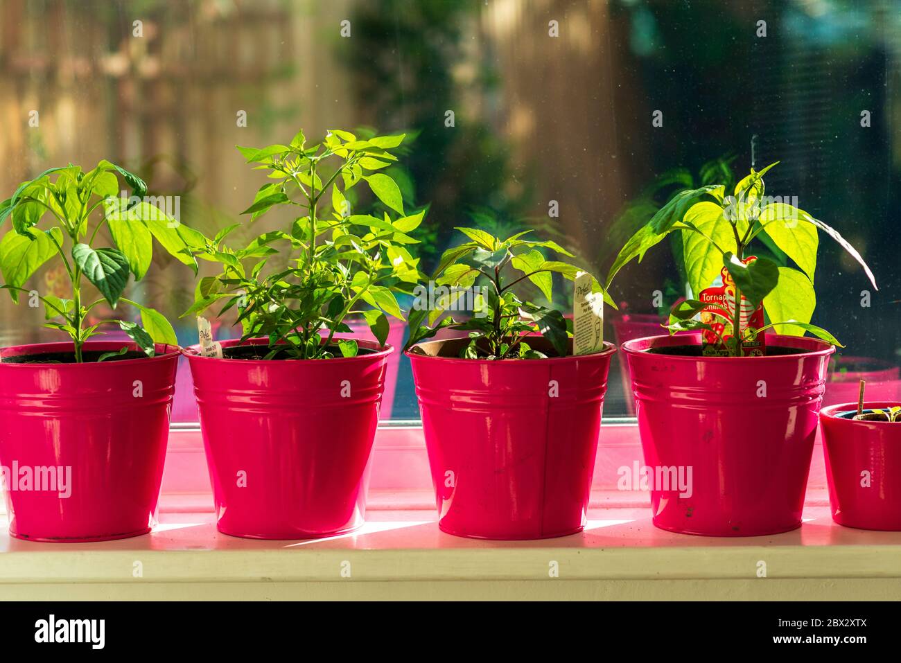 Young chili plants in pots growing on sunny windowsill Stock Photo